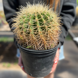 Cactus Grusonii albino